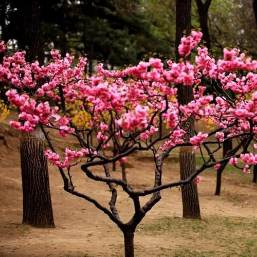 Semillas de almendro, arbustos resistentes Prunus triloba, semillas de para lugares soleados de jardín de rocas 35pcs