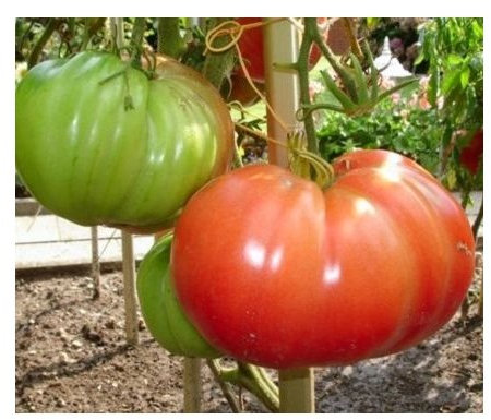 Tomate Brandywine – Alte Tomatensorte - Intensiver Geschmack, hohe Ernte - 20 Samen