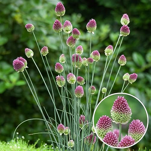 Plant in a Box - Allium Sphaerocephalon - Bulbi x100 - Allium Sphaerocephalon - Bulbi da Fiore per Giardino, Terrazza o Balcone