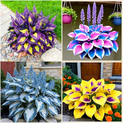 (BJYaWFR) Hosta délicat - Feuilles finement texturées comme décoration de cour idyllique - 15 oignons - A