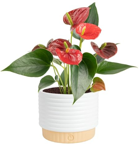 Costa Farms Anthurium, Flamingo Flower Live Plant in Decorative Pot, Air Purifying Flowering Indoor Houseplant, Home, Room, or Office Decor, House Warming or Birthday Gift, 10-14 Inches Tall