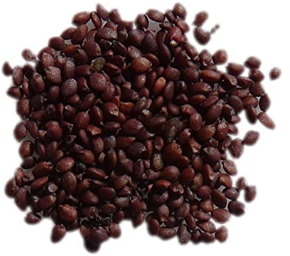 Origan Vivace (Marjolaine Vivace) Bio - Origanum Vulgare - SEM21