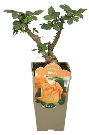 Rosal Perfumado en Maceta – Arbusto Natural con Flores Variadas Belleza para tu Hogar