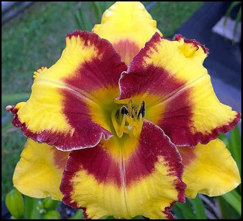 Bulbos de Hemerocallis - Se Acomodan a Diferentes Suelos - Florecen de Forma Continuada - Hemerocallis bulbos -10 Bulbos-I