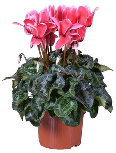 Flor Natural Violeta de los Alpes Planta Cyclamen Persicum