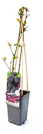 Zarzamora Natural Planta Arbustiva de Frutos Exóticos