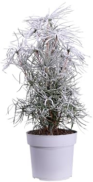 eGarden.store - Pianta vera di Sciadopitys Verticillata o Pino Ombrello Giapponese - Altezza pianta: 45 cm Diametro vaso: 17 cm - Conifera rara ornamentale da esterno