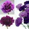 100 semillas de flores de Caryophyllus de Dianthus de clavel morado, decoración para el hogar, jardín, para mujeres, hombres, niños, principiantes, regalo de jardineros