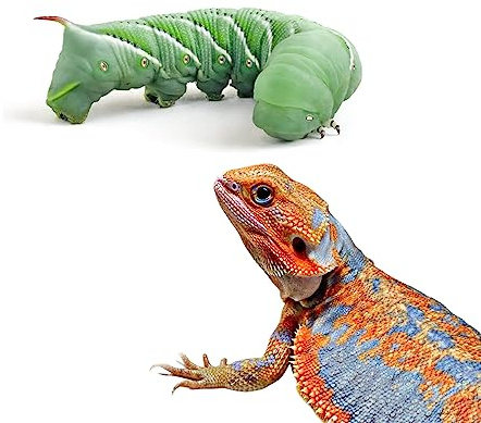 Live Hornworms 24-30+ Counts Per Cup - Super Variety Meal Worms and Live Insects Reptile Treat for Bearded Dragons, Chameleons, Geckos, and Other Reptiles