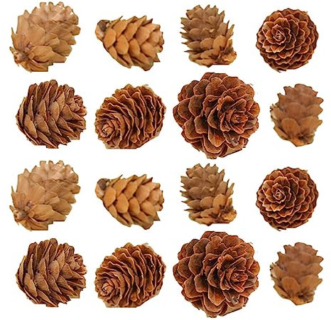 Abaodam 100 Pièces Songhwa Accessoires Photo Bricolage Artisanat Décoration De Pomme De Pin Fleurs Sèches pour La Décoration Ornements De La Nativité Décor De Pin De Noël Ornements