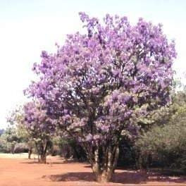 5 Samen von 3451 African Wisteria Baum (Bolusanthus Speciousus)