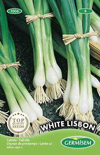 Germisem Zwiebel WHITE LISBON EC1006 mehrfarbig