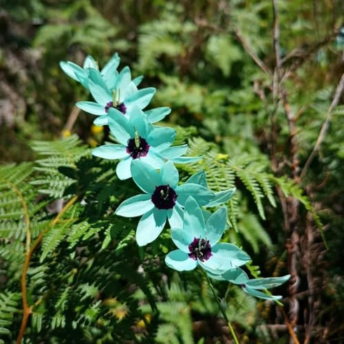 IrisZwiebeln, balkonpflanzen Schwertlilien, balkongewächshäuser winterharte für garten seltene gartendeko für draußen exotische geschenke 4Zwiebeln