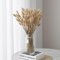 FANNAS Pampasgras Trockenblumen Deko, 60 Stück Hasenschwänze Pampasgras Getrocknet Trockenblumen,Natürliche Pampas Gras Trockenblumen für Blumen Arrangements Heim Decor Hochzeit (Primärfarbe)