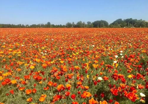Semi di Papavero della California Eschscholzia, Escolzia, 800 Semi, California poppy seeds