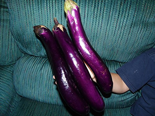 Cinese Lunga Viola Melanzana! 25 semi! Enorme e deliziosa!:Semi