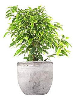 Ficus Benjamin pianta vera, ficus albero vero | con Vaso artigianale FLOB Ø 12| Altezza 30-35 cm | piante da interno| Flob flower Cemento
