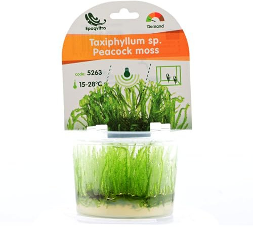 AquaBreedingSkill Taxiphyllum sp. in vitro – plante aquarium vivante, mousse d’aquarium sans parasites, idéale aquascaping et nano aquarium (Peacock 1 pcs)