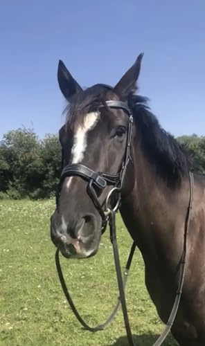 BENZ EQUESTRIAN ANATOMICAL LEATHER JUMPING BRIDLE PADDED COMFORT SHOW STITCHING BLACK (cob/medium, black)