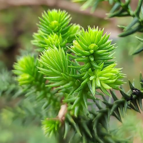 araucaria araucana - silvestres de jardín de bonsái jardín semillas perennes resistentes decoración balcón invernadero del 30pcs