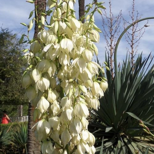 Plant World Seeds - Yucca Filamentosa Seeds (Tropical and Conservatory Seeds)