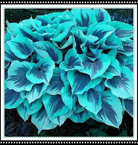 Resistente al frío -/ Hosta Rizoma -/ Vertical -/ Decoración paisajística de terraza de jardín -/ [CXXFGFT].-6 Rizoma-D