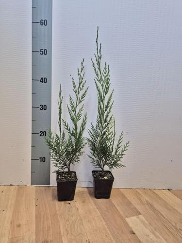 Cipresso di Leyland Cupressocyparis leylandii pianta in vaso 8x8 cm h 40/60 cm Vivaio di Castelletto