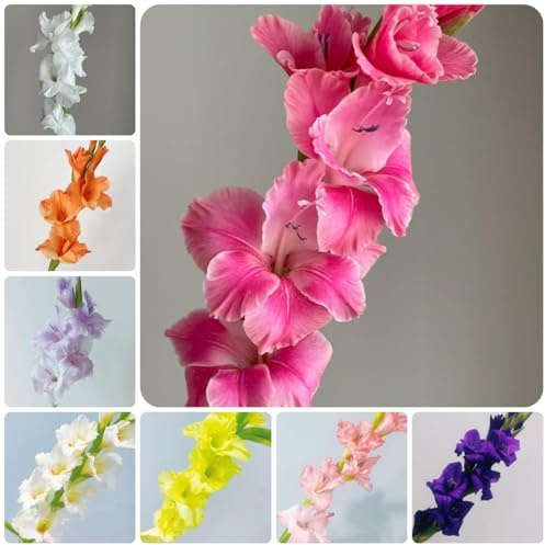 7bulbos de gladiolo que ecen en primavera, decoraciones gladiolo exóticas, raras, balcón cebollas