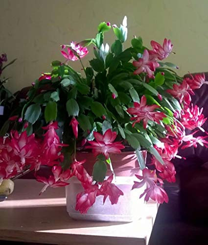 Portal Cool Rosso/Bianco Natale Cactus/Zygocactus. Sclumbergera Truncata. Casa PL. Divisione