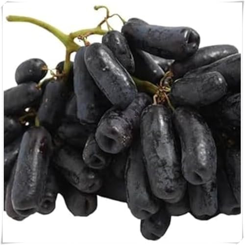 Weinreben kaufen winterhart zwiebeln,winterhart,klettererdbeeren Pflanzen,Vitis vinifera weinrebe,seltene Pflanzen,Dekorative Blumen,Trauben pflanzen,tafeltraube.-1 zwiebeln-I