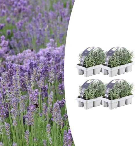 Lavendel angustifolia | 24 bitar - 15cm - Ø7cm - Trädgårdsväxt