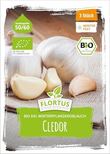FLORTUS – BIO XXL Winterpflanzknoblauch Cledor 3 Knollen zertifiziertes Pflanzgut, keine Samen – Knollengröße 50-60 mm – winterhart, mild-feiner Knoblauch aus Frankreich