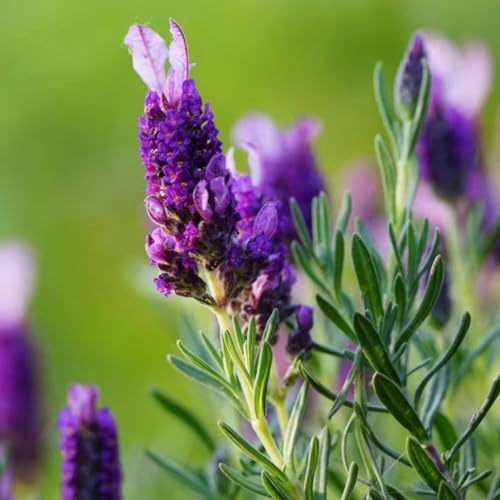 semi di lavanda giardino interno tappezzanti sul balcone 300pcs
