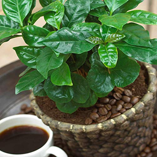 Coffea Arabica Caféier - Plante d'Intérieur - Arbuste Vivant en Pot de 13 cm