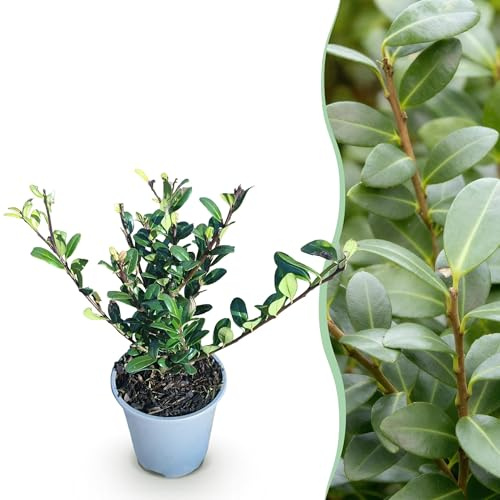 Ilex crenata Caroline Upprätt - Blad Grön - 8 Växter - 1 Sträckmeter - Vintergrön - 25-30cm - Ø9cm - Trädgårdsväxt