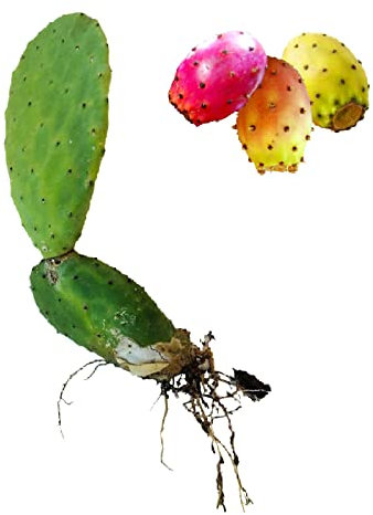 3pz Pale fichi d'india con radici frutti bianchi gialli rossi - O. ficus indica