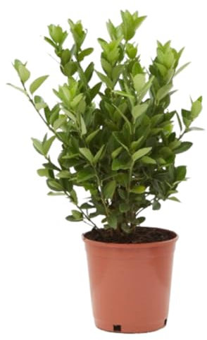 Verdecora Euonymus Japonicus - Bonetero de Japón - Arbusto Ornamental Versátil en maceta de Ø22cm - Planta natural