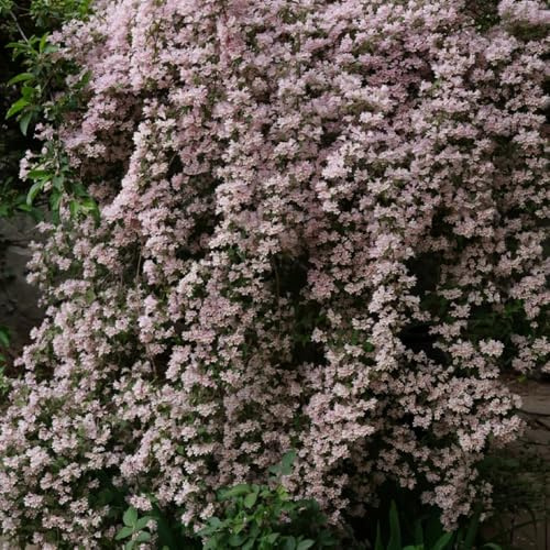 Semillas de nácar - Kolkwitzia amabilis - semillas de para lugares soleados Decoración de jardín para exteriores decorativas 400pcs