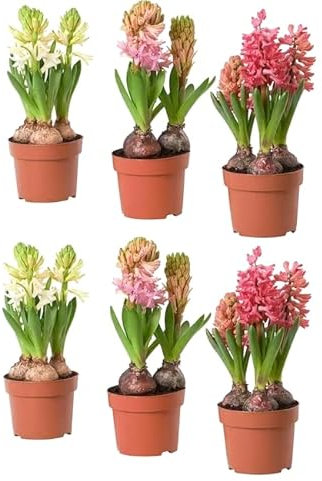DECOALIVE | Pack 6 Bulbos de Jacinto | Hyacinthus Orientalis | Flores de Colores | Bulbos Naturales