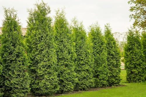 25 x Thuja Brabant 80-100cm XXl ohne Topf gemessen | Immergrüne Heckenpflanze schnellwachsend | Sichtschutz Lebensbaum winterhart | sofort pflanzbar