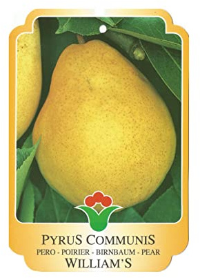 Vannucci Piante - Alberi da frutto, piante vere da frutta, piante giovani, piante da esterno (Pero - Pyrus communis 'Williams')