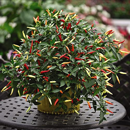 Chilli Seeds for Planting UK 'Basket of Fire' F1 Capsicum annuum Chili Pepper Half-Hardy Annual Chillies Easy to Grow Your Own Outdoor Garden Vegetable Plants (Approx. 6 Seeds) by Thompson and Morgan