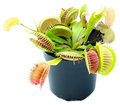 Venus Flytrap Planta Carnívora Natural Que Come Insectos