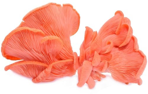 Hawlik Pilzbrut – BIO Rosenseitling Kultur 2,5 kg – Kinderleicht selbst Rosenseitlinge züchten - Pilze züchten Set - Komplettes Pilzzuchtset für Zuhause - Ideal für Anfänger