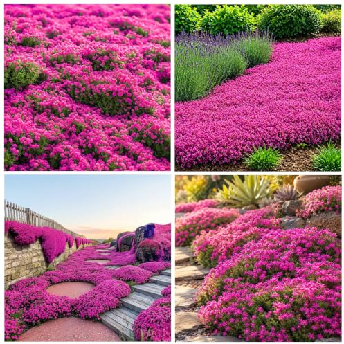 Semillas de tomillo rastrero PERMIUM 19996+USA para plantar al aire libre, alfombra mágica perenne, semillas de plantas sin OMG