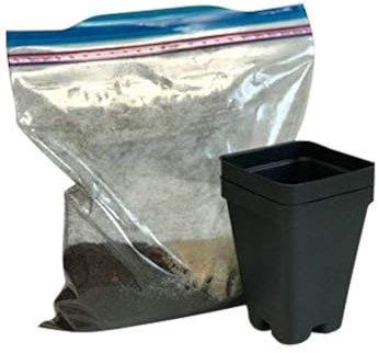 Bloomify OG020 Plantes carnivores de 6,3 cm, avec instructions de transplantation, 0,2 kg