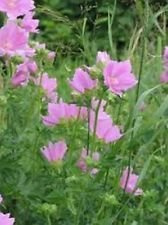 Malva Moschata- Rosea- 100 semillas