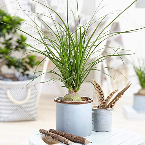 1 x Plante d'intérieur populaire Beaucarnea Recurvata Ponytail Palm (40-50cm incl. Pot)