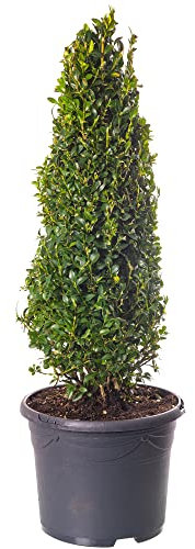 Buxus-Pyramide - Buchsbaum-Pflanze | Immergrüner, geformter Topiary für den Außenbereich im Garten 40-50cm