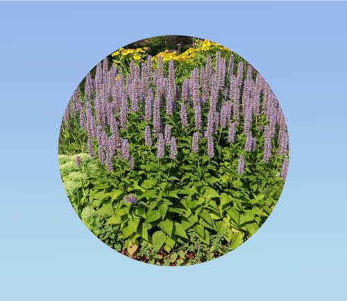 graines agastache rugosa 0,1 gramme soit environ 240 graines - aromatique violet - Planete graines